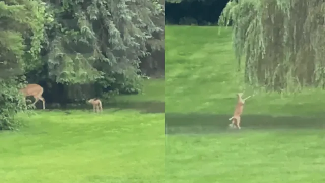 viral-video-of-adorable-baby-deer-playing-in-puddle-reminds-internet-of-cute-animated-movies-watch